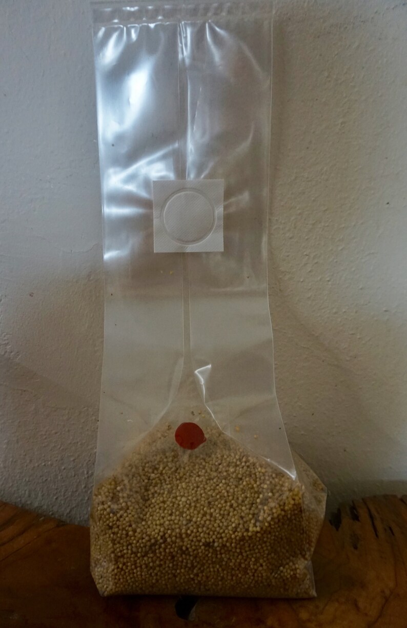 Mushroom Grow bags 10 for mycology.W/ INJECTION PORT Etsy