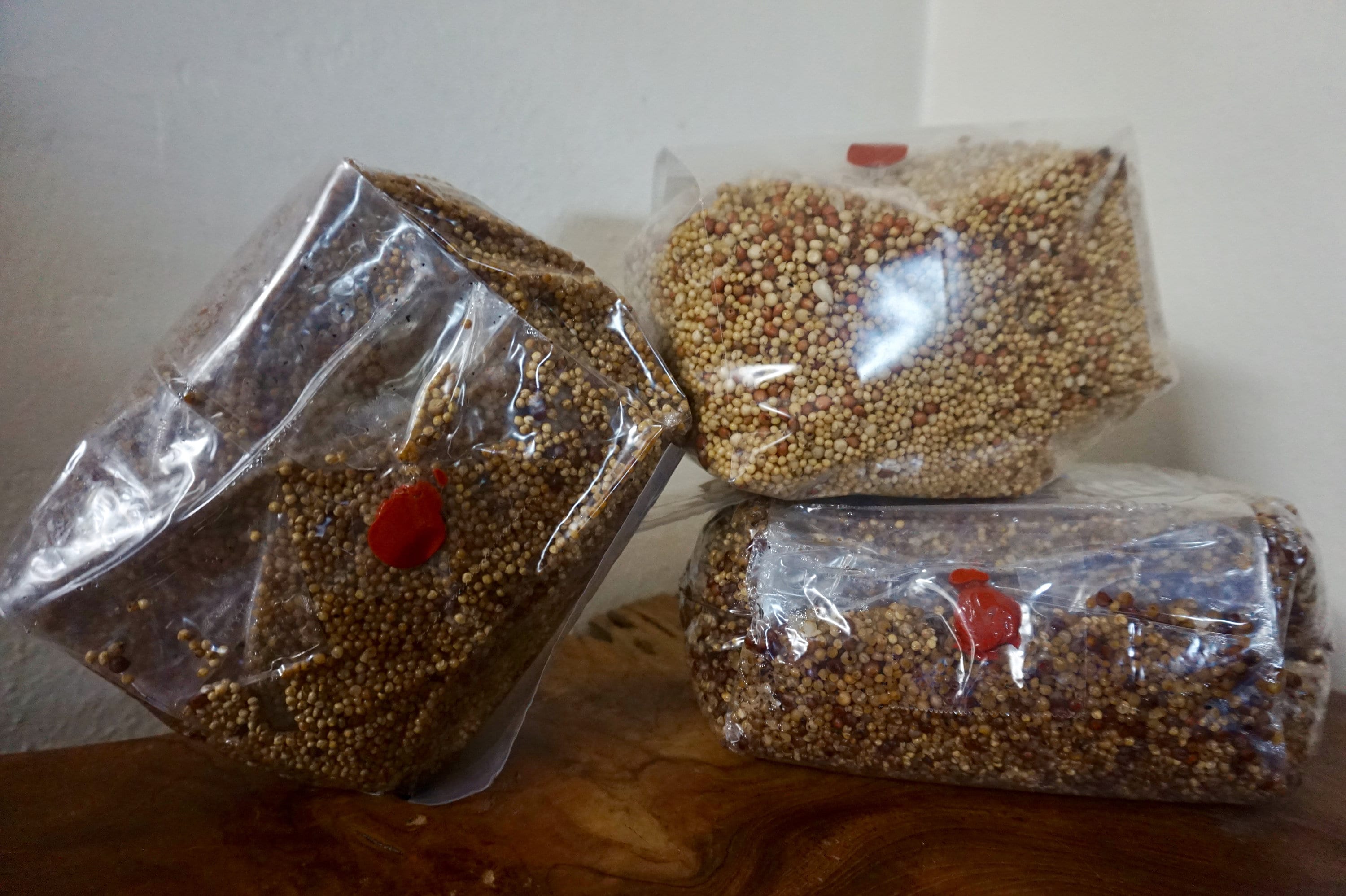 Mushroom Grow bags 10 for mycology. Spawn/ Grow Bags w/ Etsy