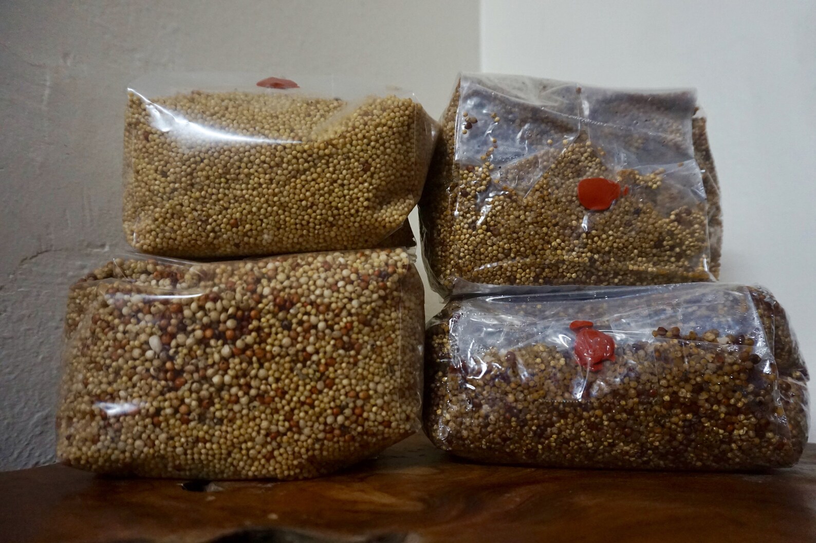 Mushroom Grow bags 10 for mycology.W/ INJECTION PORT Etsy