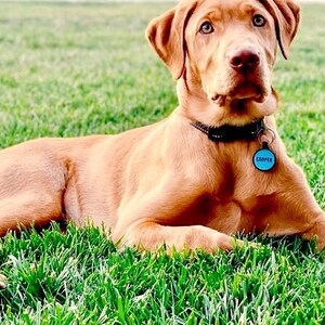 Love Your Pets Soundless Solid Pet ID Tag - Deep Engraved Silicone – Double Sided and Engraving Will Last - Dog Tags, Pet Tag, Dog ID Tag image 7