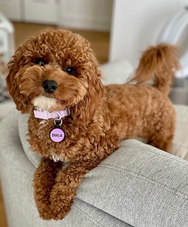 Love Your Pets Soundless Solid Pet ID Tag - Deep Engraved Silicone – Double Sided and Engraving Will Last - Dog Tags, Pet Tag, Dog ID Tag image 6