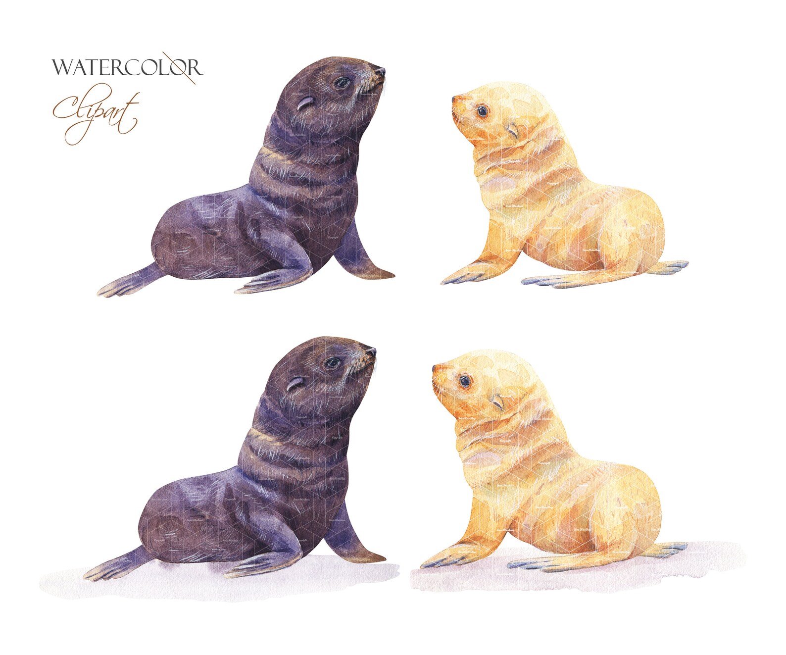 Watercolor Baby Seal Clipart White Seal Print Etsy
