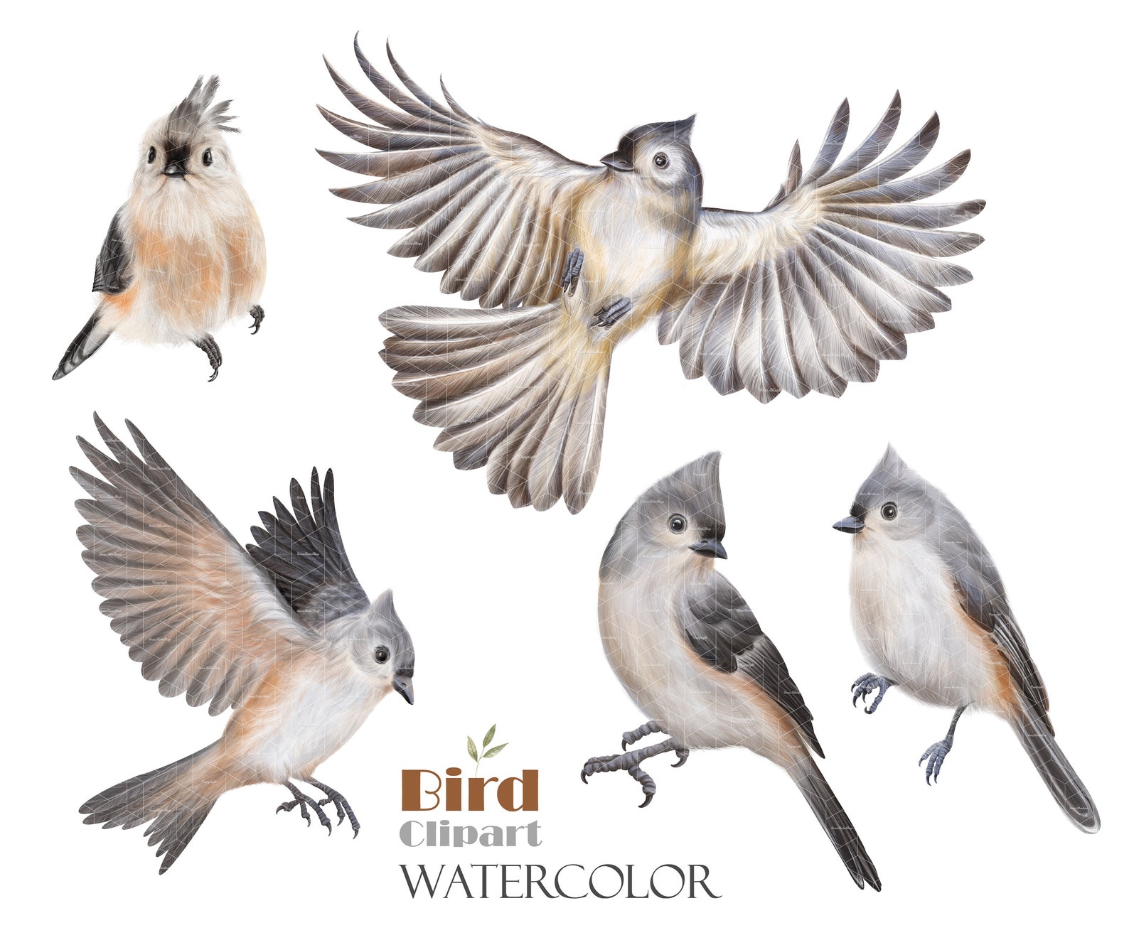Watercolor Tufted Titmouse Clipart Little Grey Birds Png Etsy