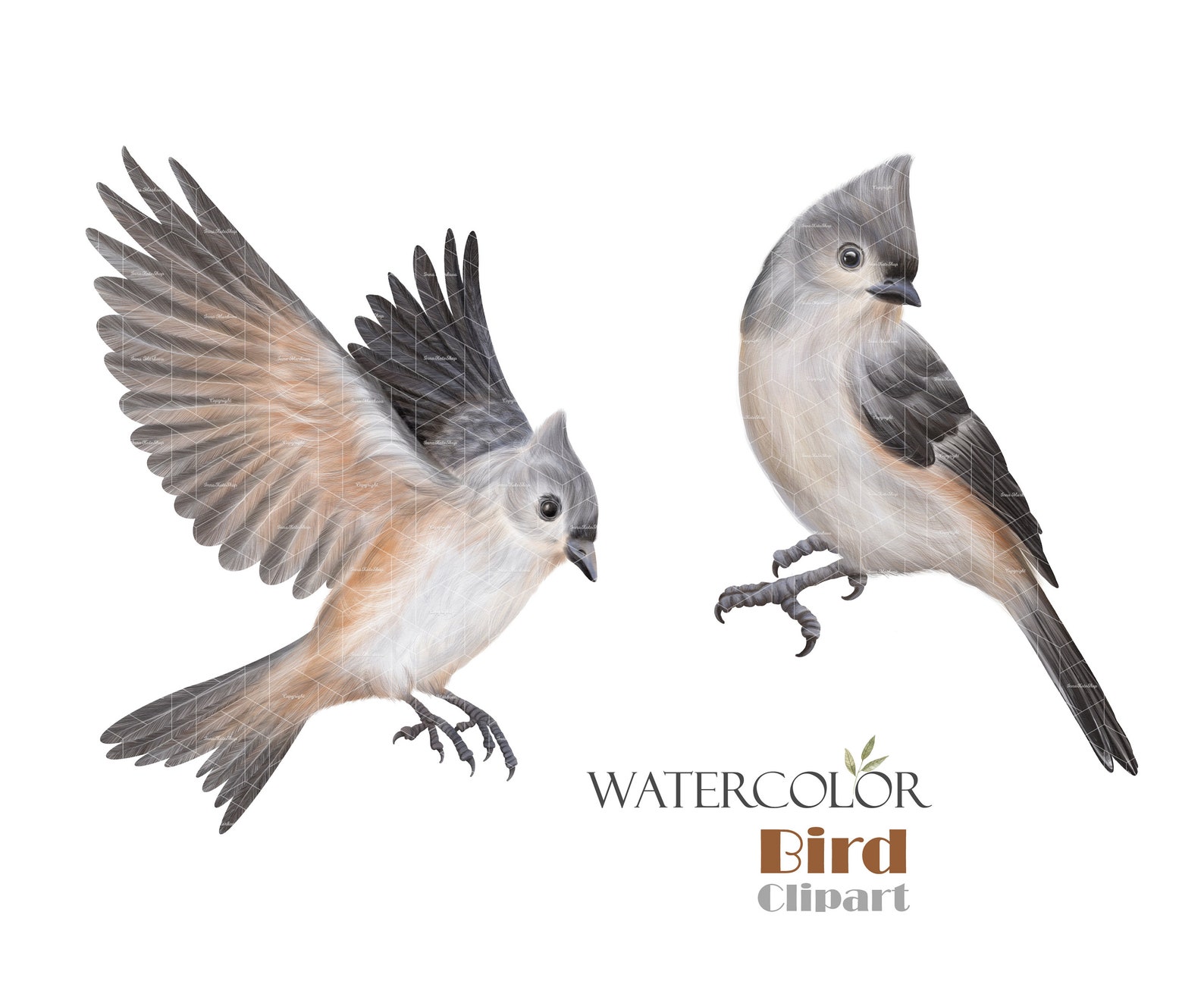 Watercolor Tufted Titmouse Clipart Little Grey Birds Png Etsy