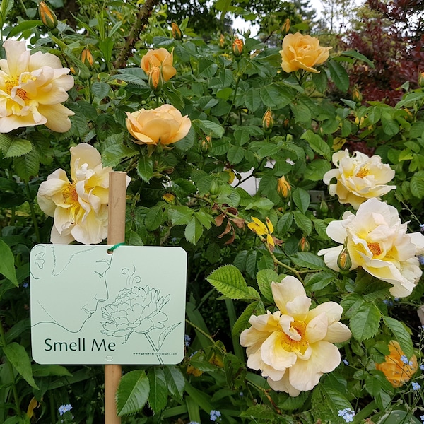 Sensory Garden Signs: Set of 6 Attachable Signs to Prompt Sensory Nature Activities