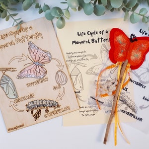 Ciclo de vida de la mariposa monarca con kit educativo magic butterfly wand