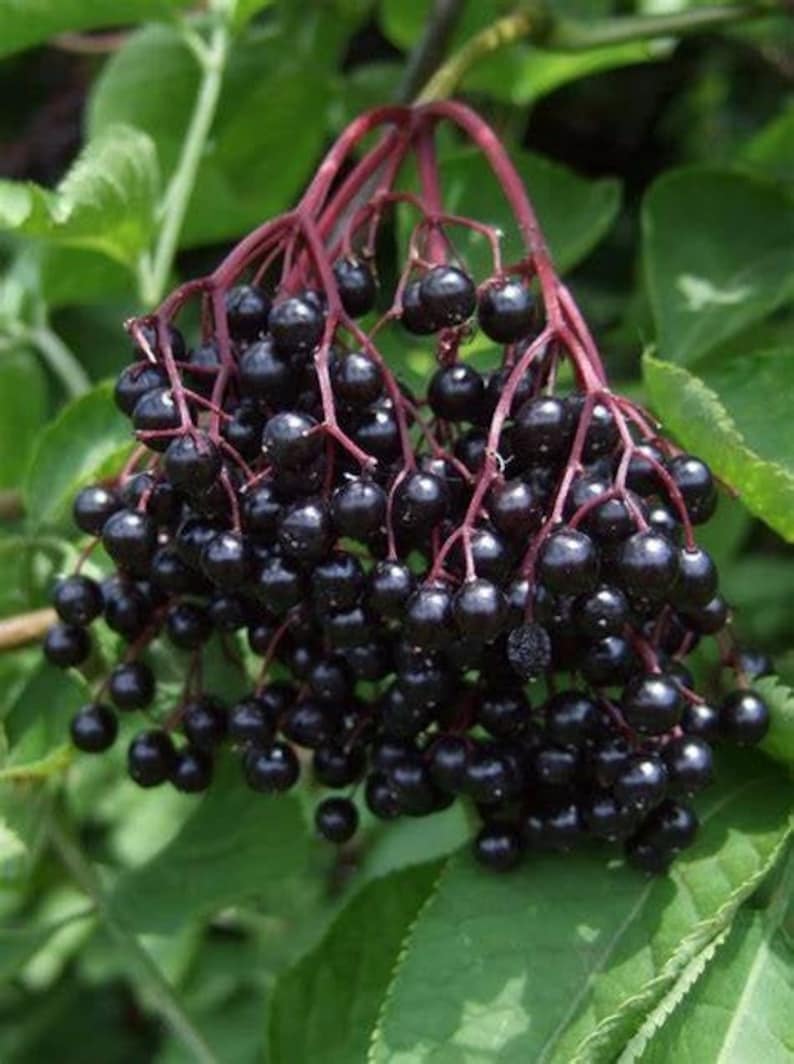 Elderberry Plants 1 john Elderberry & 1 Adam Elderberry Etsy