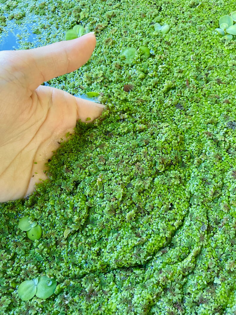 Azolla & Duckweed Floating Aquatic Moss Mosquito Fern KOI Pond Etsy