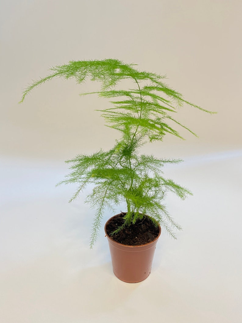 Small Asparagus Fern Terrarium plant Great for open or Etsy