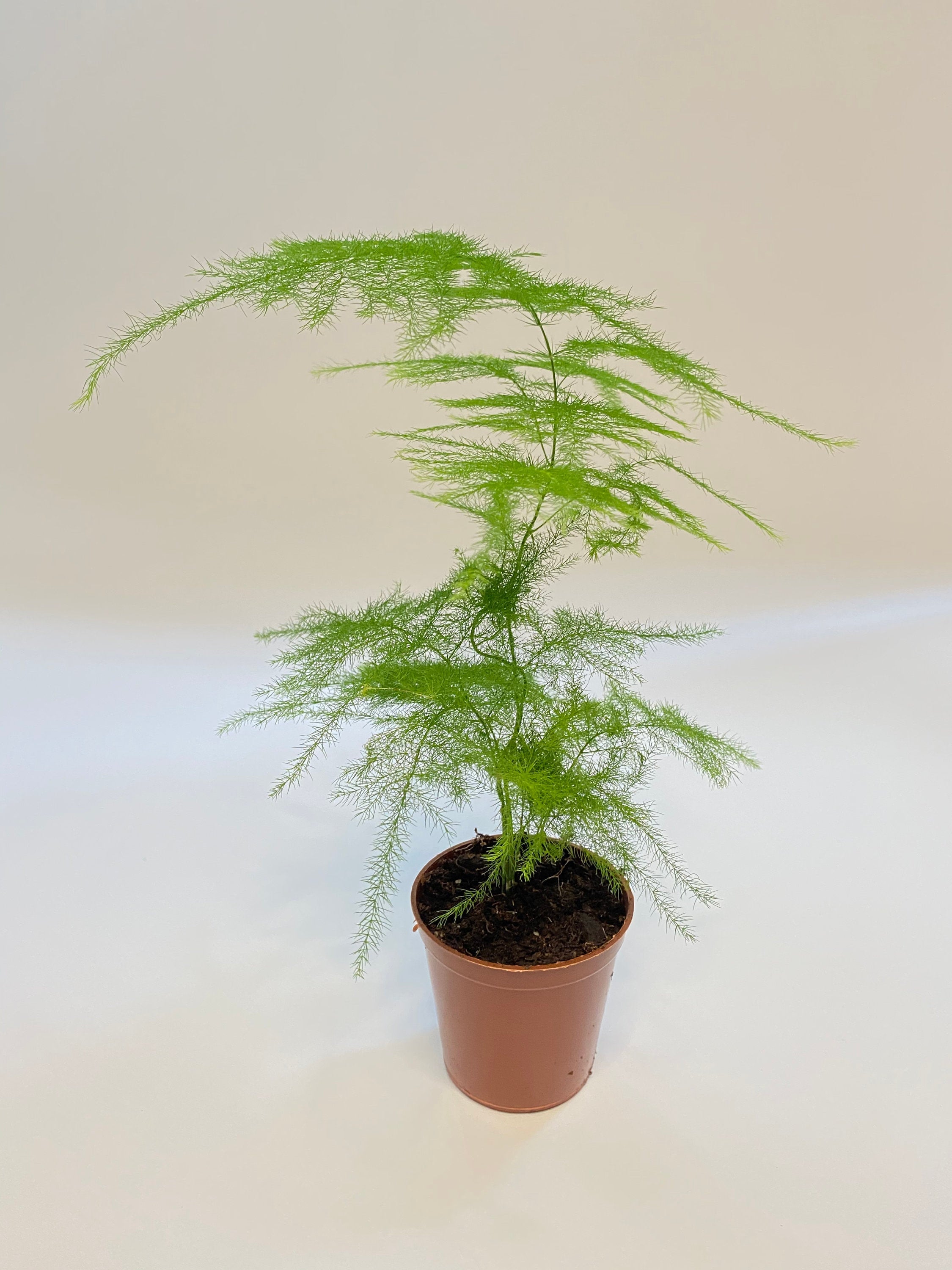 Small Asparagus Fern Terrarium plant Great for open or Etsy