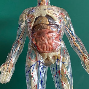 anatomical