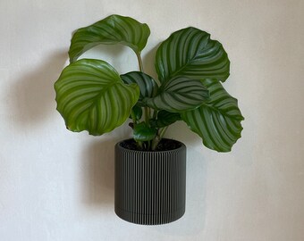 Wallplanter, maceta con soporte de pared, Wallplanter, elegante maceta con bandeja de goteo, fácil de montar. 12cm