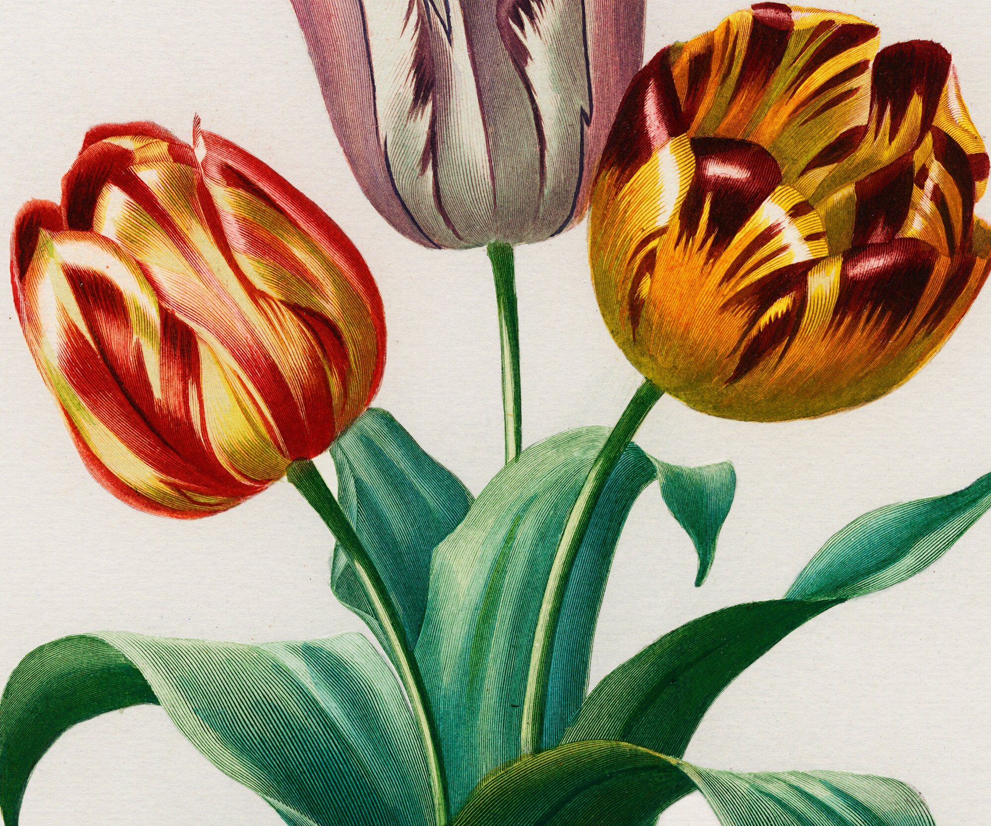 Botanical flower print Tulip Vintage Botanical Prints Frame | Etsy