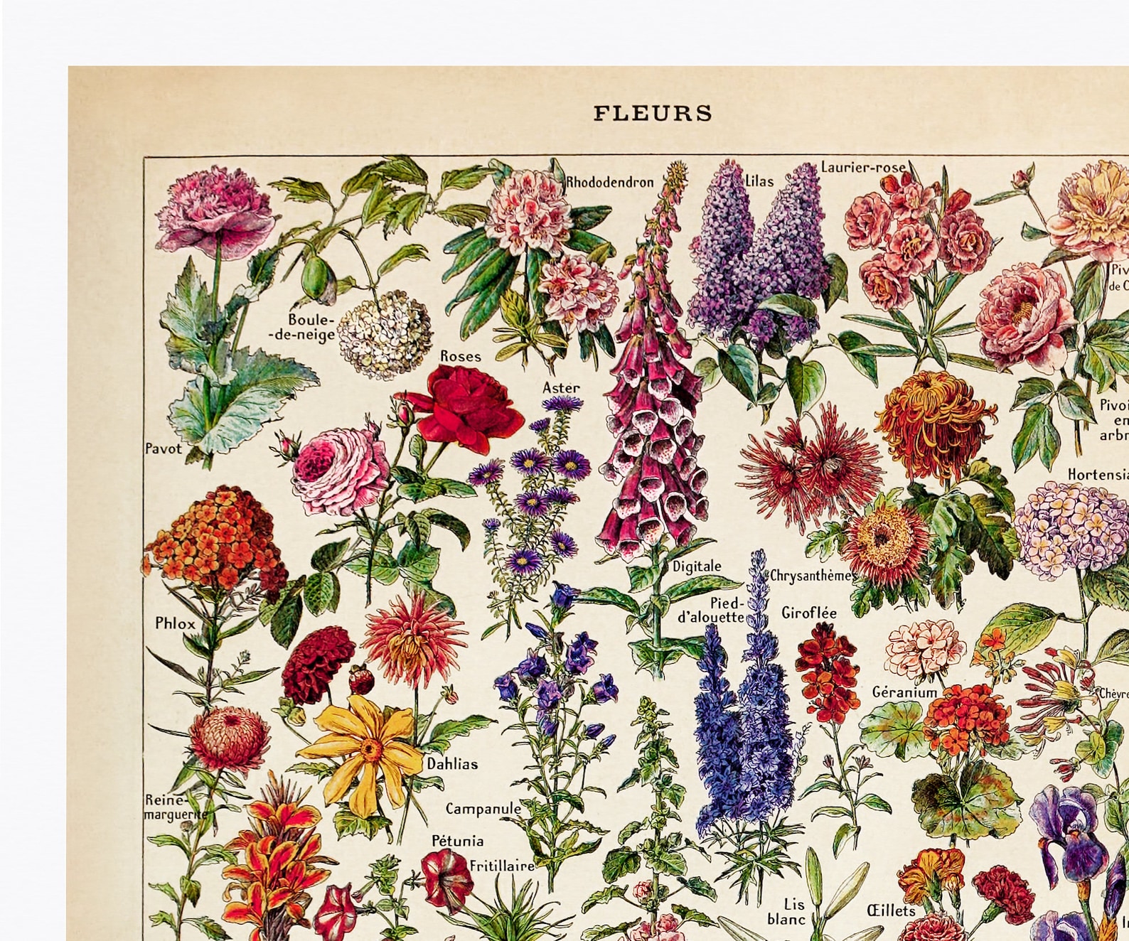 Flowers Art Print Chart Botanical Print Wall Decor Vintage | Etsy
