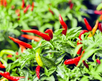 Live Thai Super Chili Pepper Plant. 100% organic.