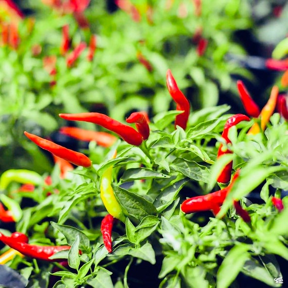 Live Thai Super Chili Pepper Plant. 100 Organic. Etsy