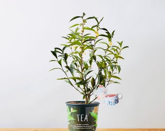 Live Tea Plant (20 inches Tall)