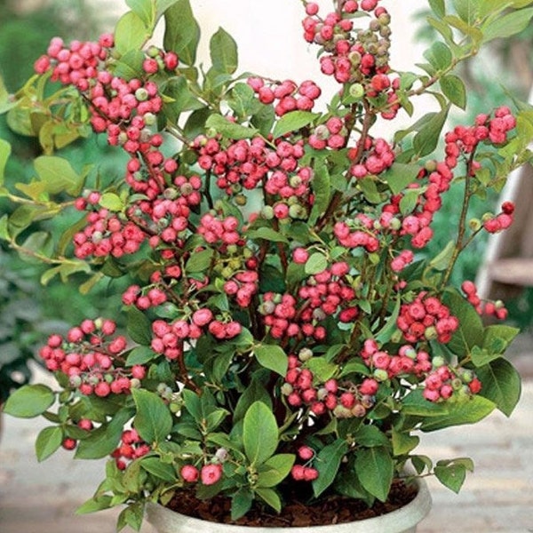 Live Pink Lemonade Blueberry Plant