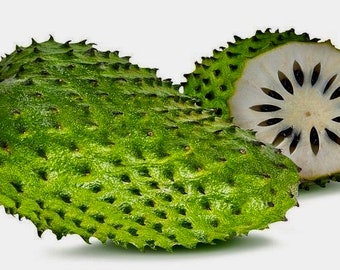 Live Soursop 'Guanabana' Tree