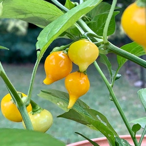 Live Yellow Biquinho Pepper Plant - SHIPS ON JUNE