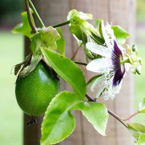 Live Passionfruit Plant -
