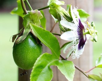 Live Passionfruit Plant (18-20 Tall) Large
