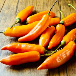 Aji Amarillo - Live Peruvian Pepper Plant  Ships on may 20th