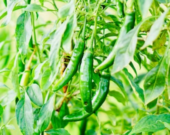 Serrano- Live Mexican Pepper Plant. 100% organic.