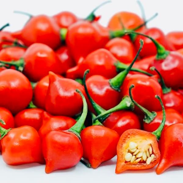 Red Biquinho Pepper Plant (Peruvian Sweety drop)