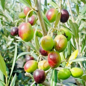 Large arbequina olive tree