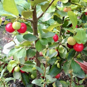 Live Barbados &#39;Acerola&#39; Cherry Plant