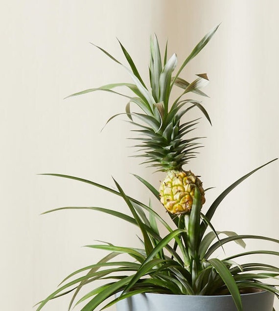 home depot parlor palm Parlor Plant in Grant Planter The Sill Base Color: Black