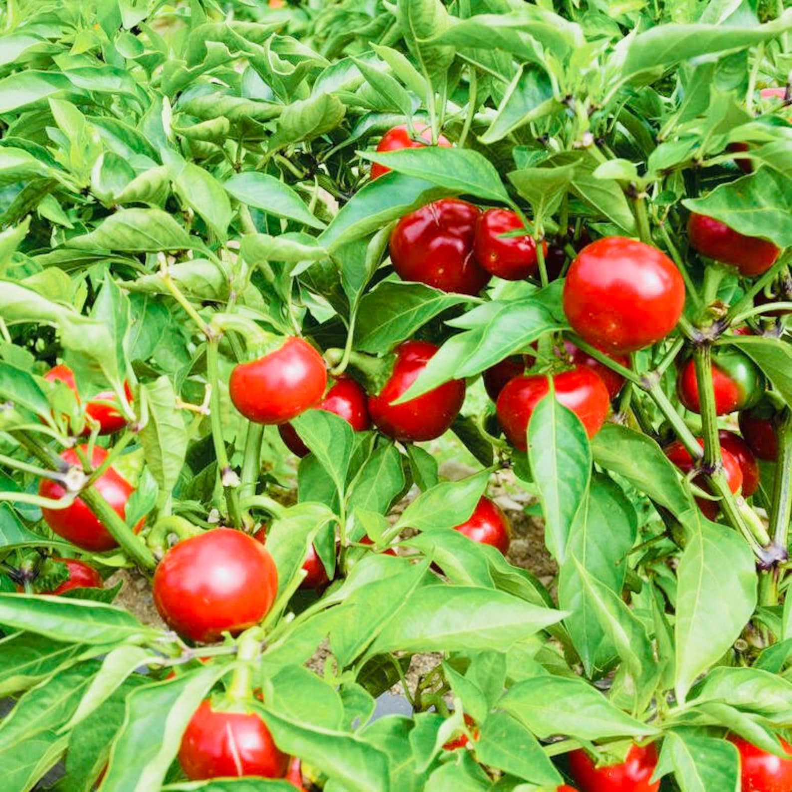 Cherry bomb pepper plant