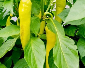 Sweet Banana - Live Sweet Banana Pepper Plant. 100% organic.