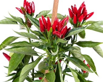 Live Calabrian Chili Pepper Plant - Ships on May 20th