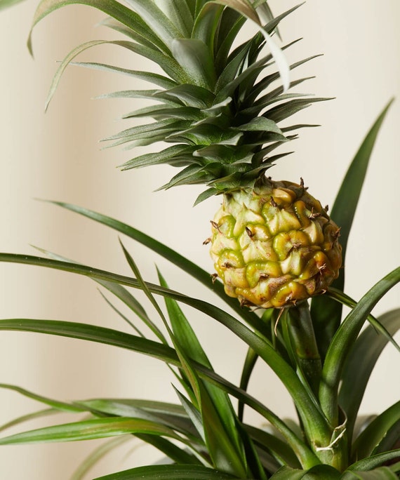 Live Bromeliad Pineapple Potted Plant - Etsy Finland