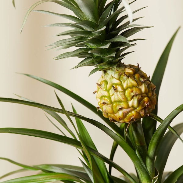 Live Bromeliad Pineapple Potted Plant