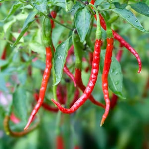 Chile de Arbol Pepper Seeds (10)