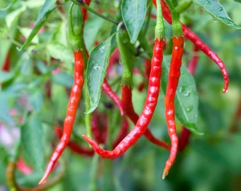 Chile de Arbol Pepper Seeds (10)