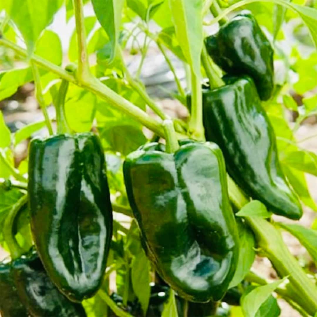 Live Poblano Pepper Plant. 100 Organic. Etsy