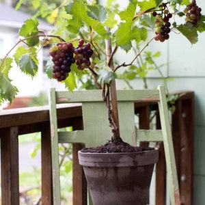 May include: A potted grape vine with green leaves and clusters of purple grapes growing on a wooden trellis. The vine is in a brown terracotta pot with a saucer.