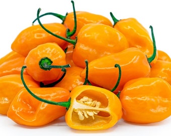 Orange Habanero Pepper Seeds (10ea)