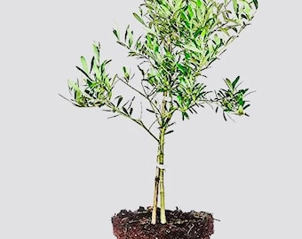 Large Arbequina Olive Tree (20 inches high)