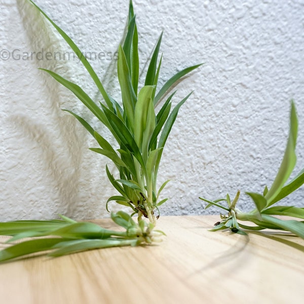 Rare Spider Plant, Rooted, Solid Green, Airplane Plant, House plant, Indoor plant Live plants, Ribbon Plant, Spiderettes