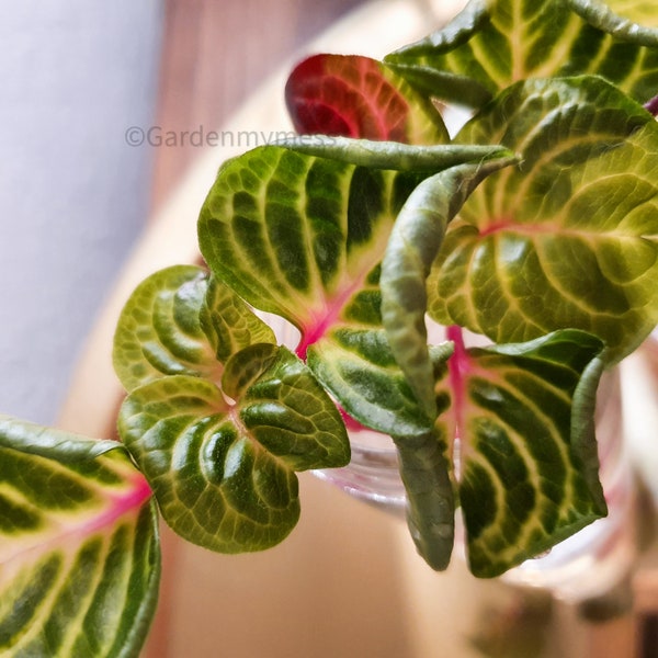 Planta de la casa Desna (Chicken Gizzard). Iresine Herbstii Aureoreticulata