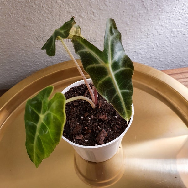 Planta de máscara africana, en maceta, Alocasia Amazonica, Alocasia, Plantas vivas, Rara