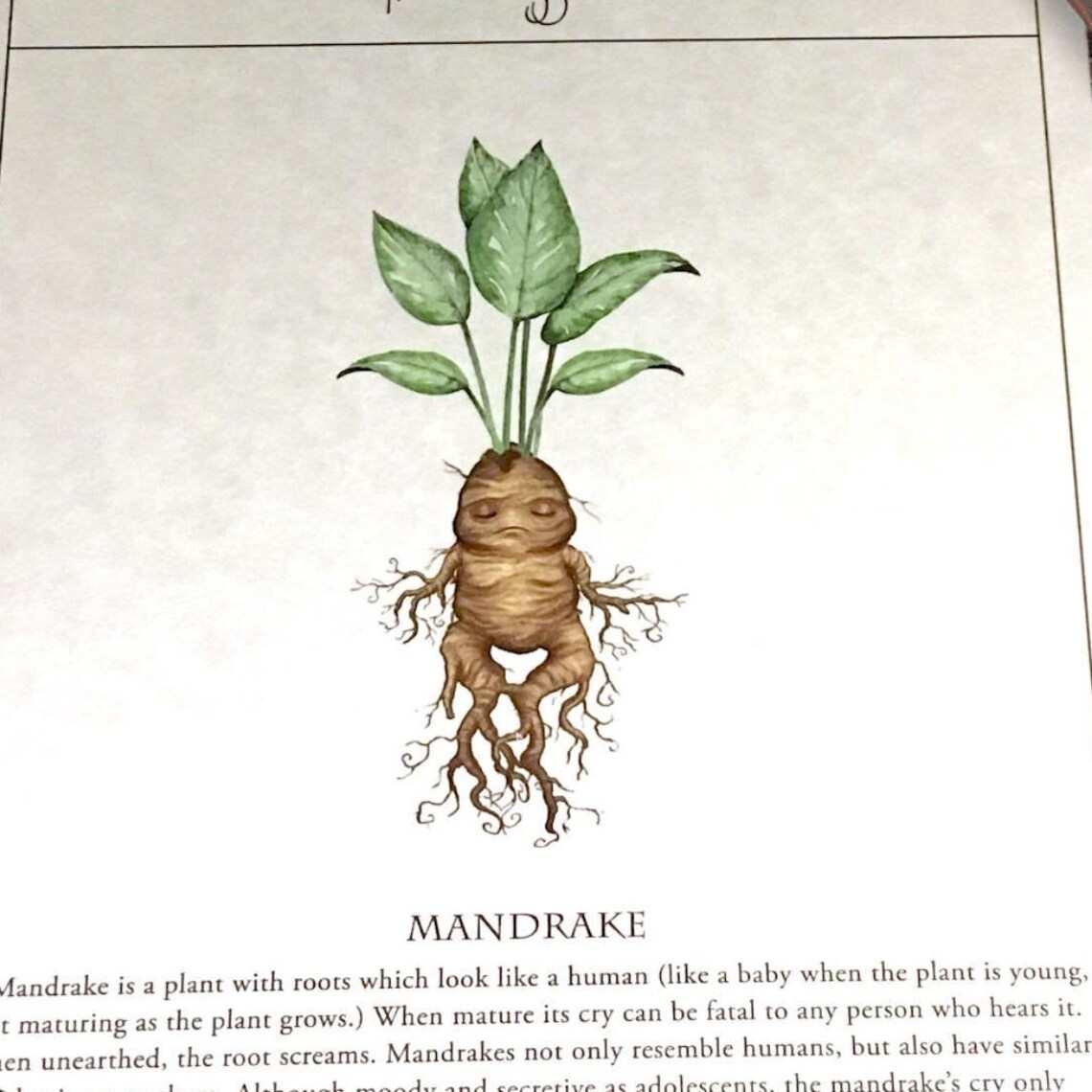 Mandrake Harry Pottery Print Herbology Printable Aquarel Etsy