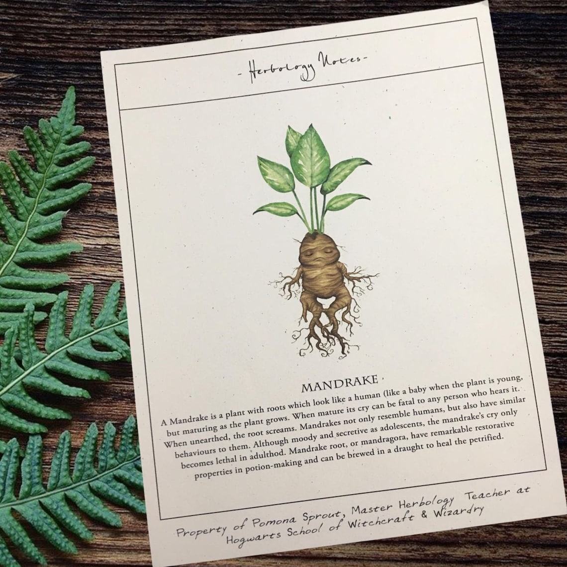 Mandrake Herbology Printable Herbology Print Harry Pottery Etsy