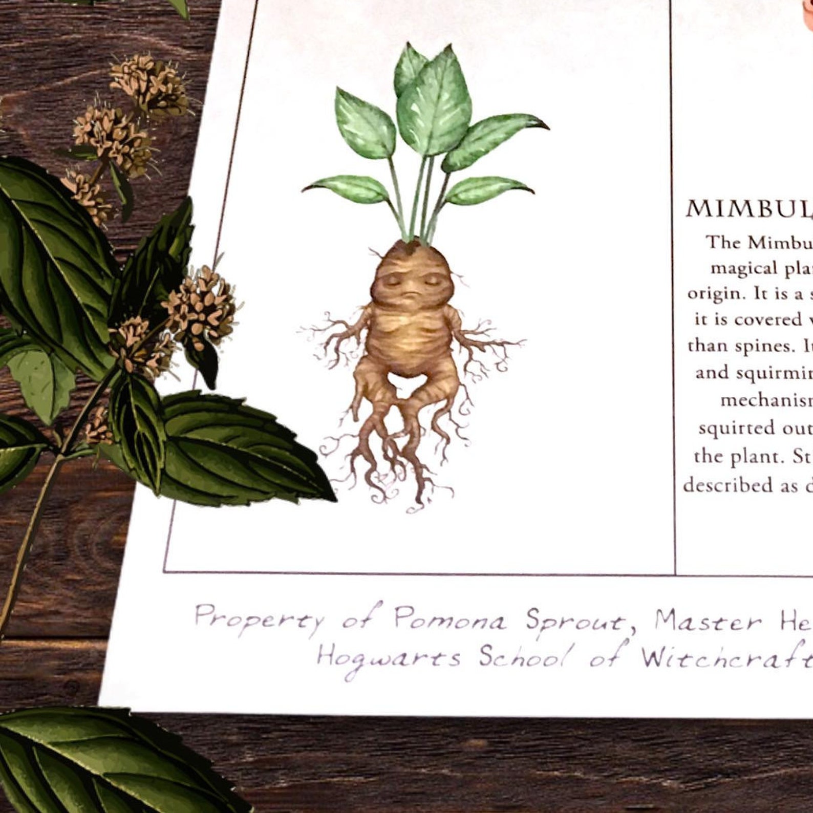 Herbology Poster 8.5x11 Inches Herbology Poster Herbology Etsy