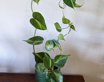 Acrylic Houseplant Trellis